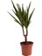 Dracaena Marginata Ejderha Ağacı 1