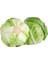 Seeds Lahana Tohumu Yalova Sarmalık Beyaz 5 gr 1