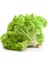 Seed Marul Tohumu Kışlık Kıvırcık 5 gr 1