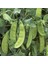 Seeds Bezelye Tohumu Tırabi Yaprak 1 kg 1