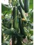 Seeds Hıyar Tohumu Sırık Hibrit F1 1 gr 20'li Çekirdek 1
