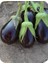 Seeds Patlıcan Tohumu Adana Dolmalık 5 gr 1000'li 1