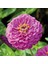 Seeds Zinnia Çiçek Tohumu Kirli Hanım Çiçeği Zınnıa 25'li 1