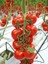 Domates Tohumu Cherry 1 gr 250'li 1
