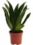 Dracaena Compacta Bitkisi 1