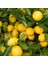 Tüplü Yediveren Limon Fidanı 1