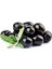 Zeytin Fidanı Gemlik 80 - 100 cm 1