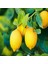 Paket Tüplü Aşılı Yediveren Limon Fidanı 150 - 200 cm 1