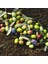 Paket Tüplü Kırmalık Yeşil Ayvalık Zeytin Fidanı 1