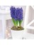 Paket Hyacinthus Blue Pearl Sümbül Soğanı 3'lü 1