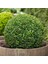 Paket Tüplü Boxus Şimşir Buxus Sempervirens Fidanı 1
