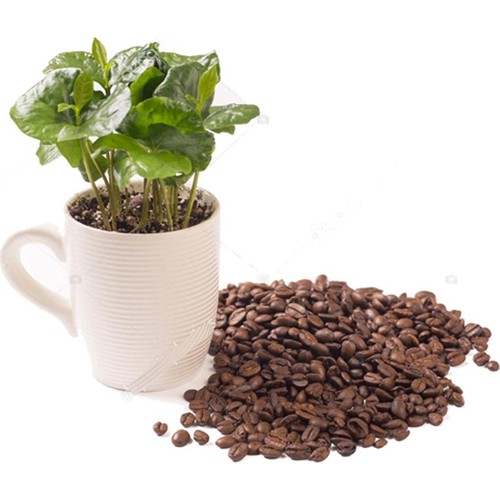 Palmiye Coffea Fincanda Kahve Bitkisi Fiyatı Taksit Seçenekleri