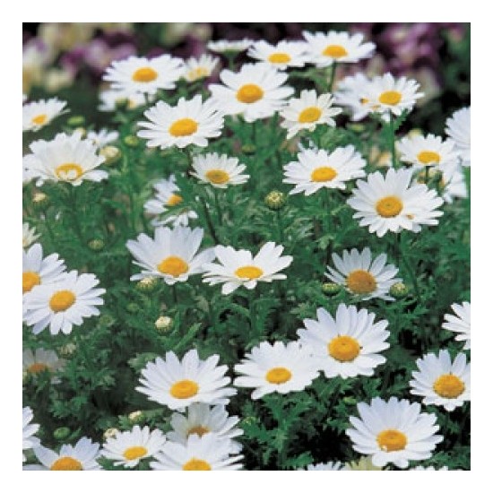 Rem Seeds Chrysanthemum Paludosum Snowland Papatya F1 Fiyatı