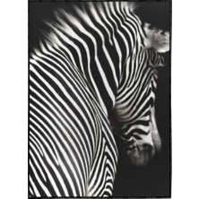 SHOP365 Çizgili Zebra Hayvan Siyah Beyaz Dekoratif Poster P-004508