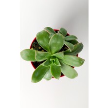 Toptan Kaktüs Aeonium Haworthii Sukulent Satın Al 8.5 cm Kırmızı Saksıda