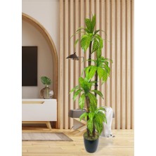 Nettenevime Yapay Ağaç Yukka 4katlı 180CM Salon Çiçeği Yapay Çiçek