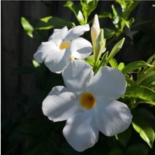 Serada Decor Plant Beyaz Mandavilla Sarmaşık 60  Cm