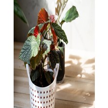 Serada Decor Plant Çilli Begonya Yerli 14.5 Saksıda Dolgun Formlu İç Mekan Bitkisi
