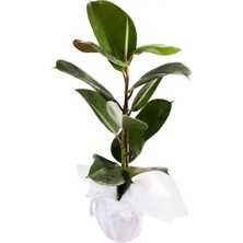 Serada Decor Plant Kauçuk Bitkisi 55-65  Cm (Beyaz Hediye Paketi Ile Beraber) + Mini Çiçek Hediyeli