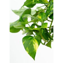 Serada Decor Plant Pothos Sarmaşığı Askılı Saksıd Epipremnum Aureum Bitkisi Ev Bitkisi Salon Bitkisi