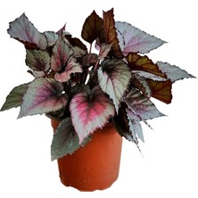 Serada Decor Plant Ithal Croton Petra Kroton 17  Cm Saksıda 60  Cm Ev Bitkisi Ofis Bitki