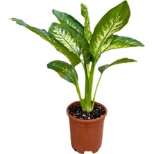 Serada Decor Plant Difenbahya İç Mekan Hediyelik Ofis Çiçeği 40-50cm Saksılı