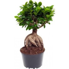 Serada Decor Plant Bonzai Fidanı Saksılı 20  Cm 40  Cm