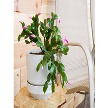 Serada Decor Plant Yılbaşı Çiçeği Dolgun Formlu 8.5 Saksıda İç Mekan Bitkisi