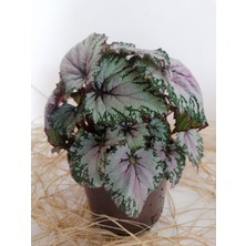 Serada Decor Plant Begonya Rex Yaprak Güzeli