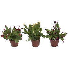 Serada Decor Plant Yılbaşı Çiçeği 4 Adet 6,5 Mini Saksıda Dörtlü 1.kalite İç Mekan Bitkisi