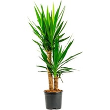 Serada Decor Plant Iki Gövdeli Yuka Çiçeği