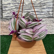 Serada Decor Plant Telgraf Çiçeği Alacalı Yapraklı (Sarkaç Saksıda)