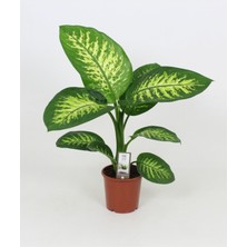 Serada Decor Plant Difenbahya Tropik Salon Bitkisi Tropic Snow 50 - 70 cm
