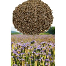 Ak Arıcılık Faselya Tohumu Arı Otu Tohumu 1 kg