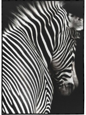 SHOP365 Çizgili Zebra Hayvan Siyah Beyaz Dekoratif Poster P-004508