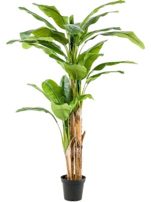 Nettenevime Yapay Ağaç Muz Ağacı Yapay Starliçe 240CM Siyah Plastik Saksıda