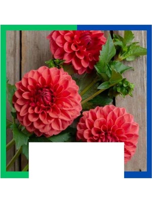 Tokasya Yıldız Çiçeği (Dahlia) Soğanı - Turuncu (4-5 Yumru) 1 Kök