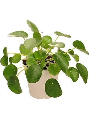 Serada Decor Plant Yucca Bitkisi 2 Gövdeli Yuka Bitkisi Avize Çiçeği 80 100  Cm Ev Salon Bitkisi