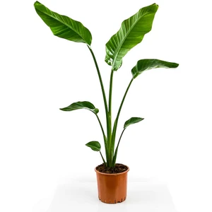 Fidan Burada Starliçe Nicolai (Strelitzia Nicolai) 100-120CM