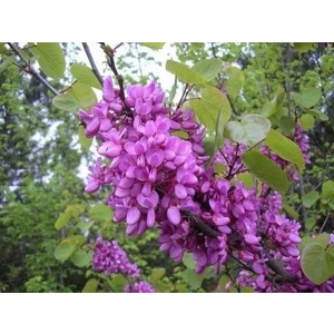 Tüplü Erguvan Ağacı (Cercis Siliquastrum) Fidanı (35-45 cm Boy Tüplü]