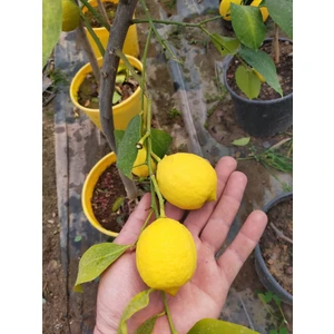 Yediveren Mayer Limon 3.5 Yaş Büyük Boy