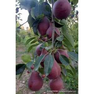 Starkrimson Kırmızı Armut Fıdanı Aşılı 2yaş Tüplü 150CM<