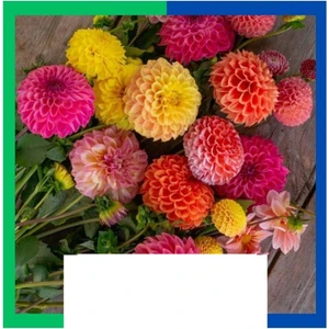 Yıldız Çiçeği (Dahlia) ) Soğanı - Karışık (Tek Yumru) 10 Adet