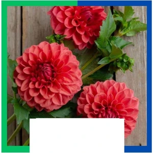 Yıldız Çiçeği (Dahlia) Soğanı - Turuncu (Tek Yumru) 25 Adet