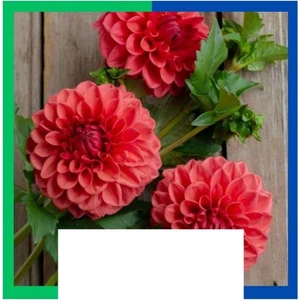 Yıldız Çiçeği (Dahlia) Soğanı - Turuncu (4-5 Yumru) 5 Kök