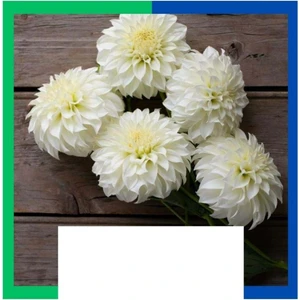 Yıldız Çiçeği (Dahlia) Soğanı - Beyaz (Tek Yumru) 5 Adet