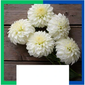 Yıldız Çiçeği (Dahlia) Soğanı - Beyaz (4-5 Yumru) 5 Kök