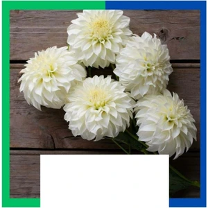 Yıldız Çiçeği (Dahlia) Soğanı - Beyaz (4-5 Yumru) 3 Kök