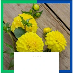 Yıldız Çiçeği (Dahlia) Soğanı - Sarı (4-5 Yumru) 5 Kök