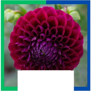 Yıldız Çiçeği (Dahlia) Soğanı - Kırmızı (Tek Yumru) 5 Adet